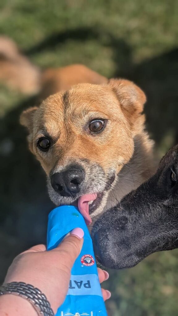 Benji, a Unknown old male Crossbreed available for adoption from Pennypaws Rescue in Romania