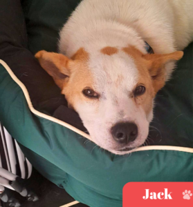 Jack needs a home