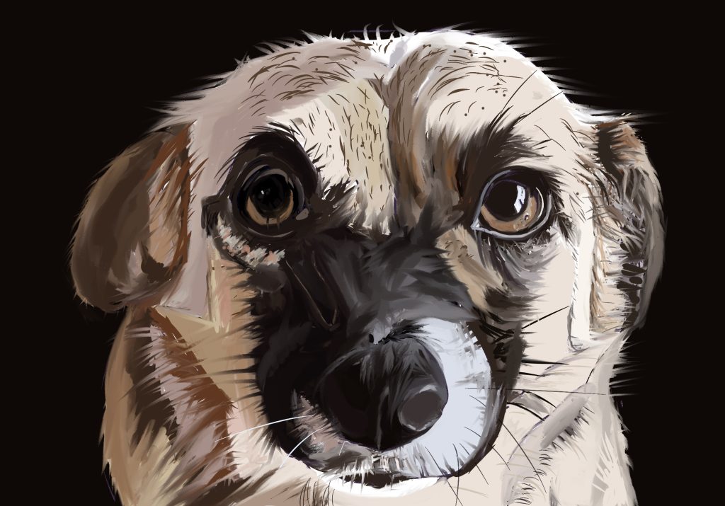 Evie drawn by Linda Crowhurst