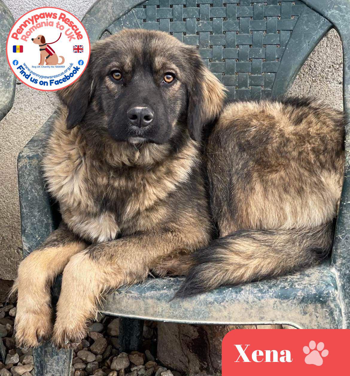 rescued dog Xena