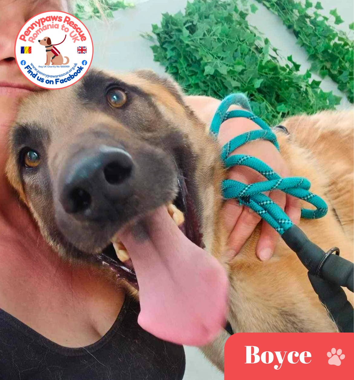 rescue dog boyce pic