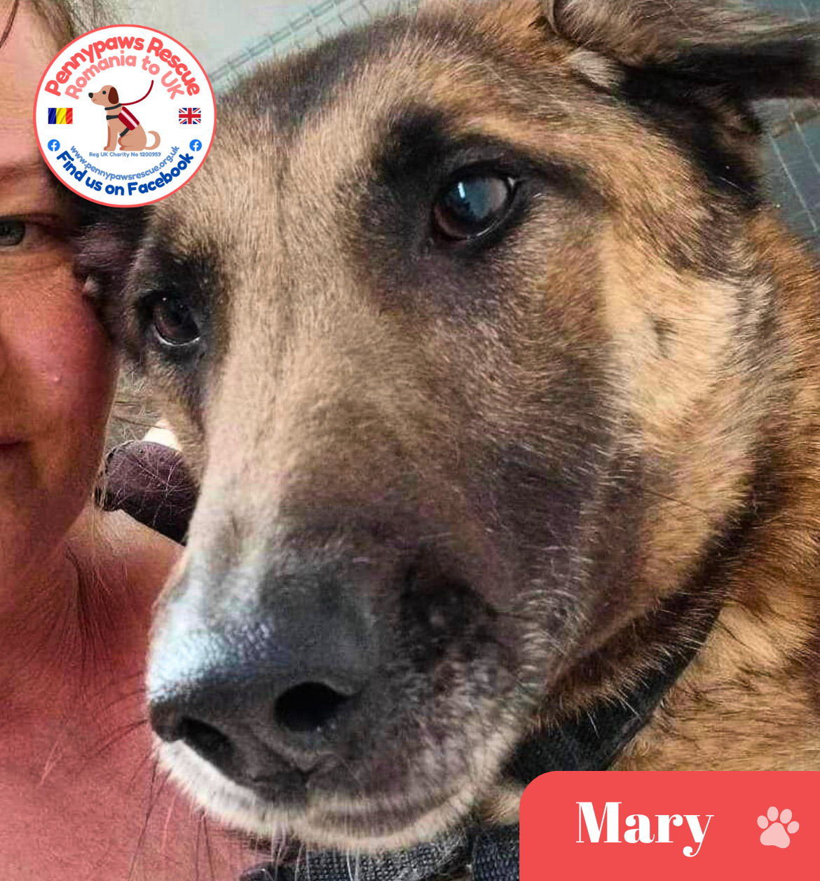 rescue dog mary