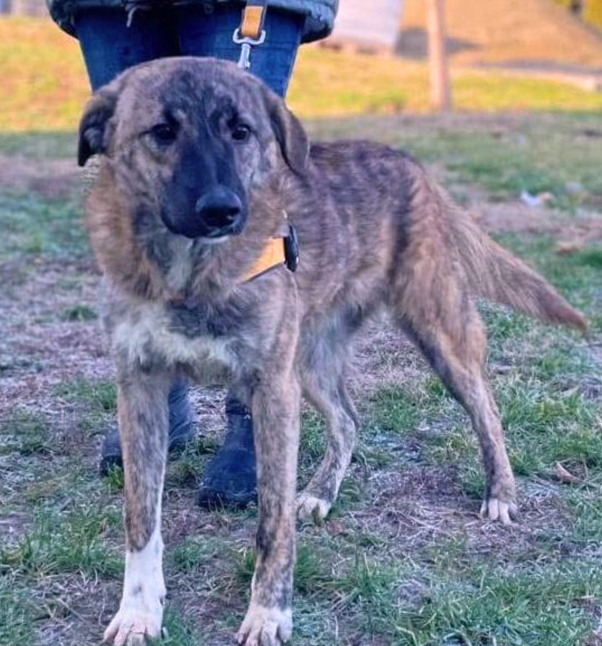 Atlas - Pennypaws Rescue