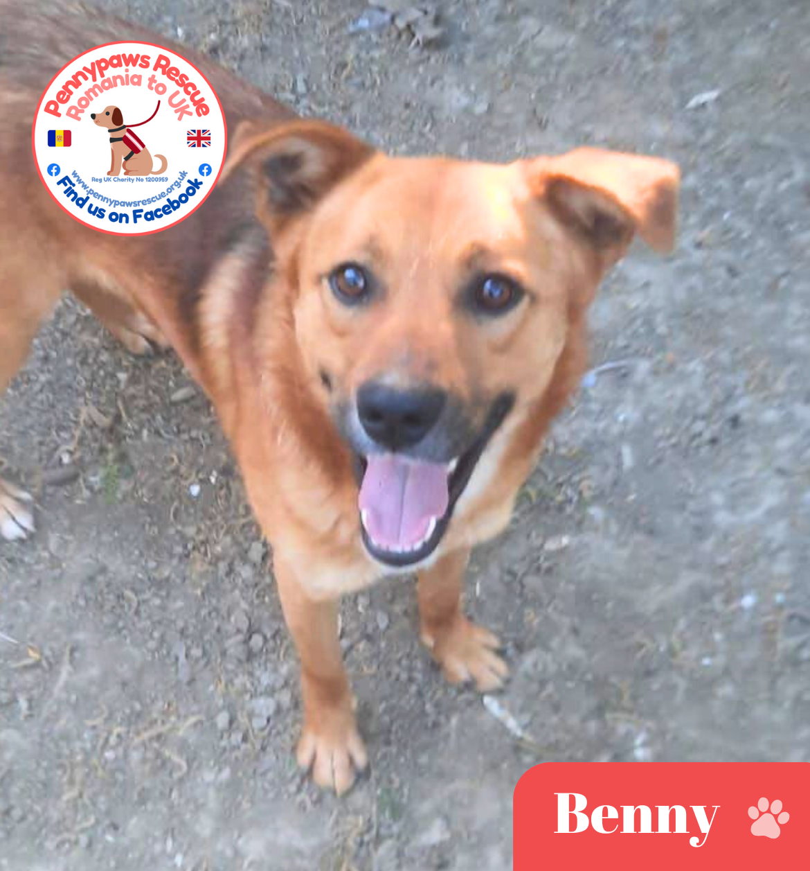 rescue dog benny pic