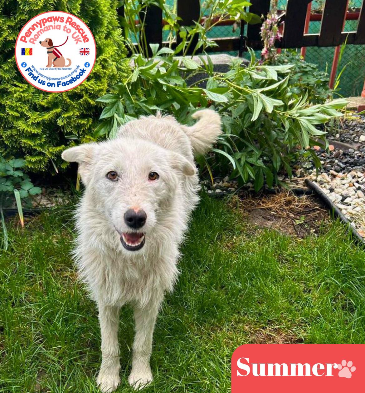 Summer Rescue Summer NOW ADOPTED X - Pennypaws Rescue