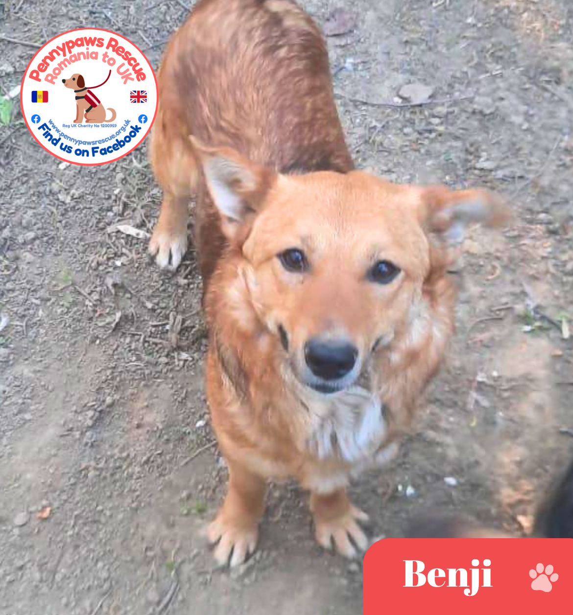 rescue dog Benji