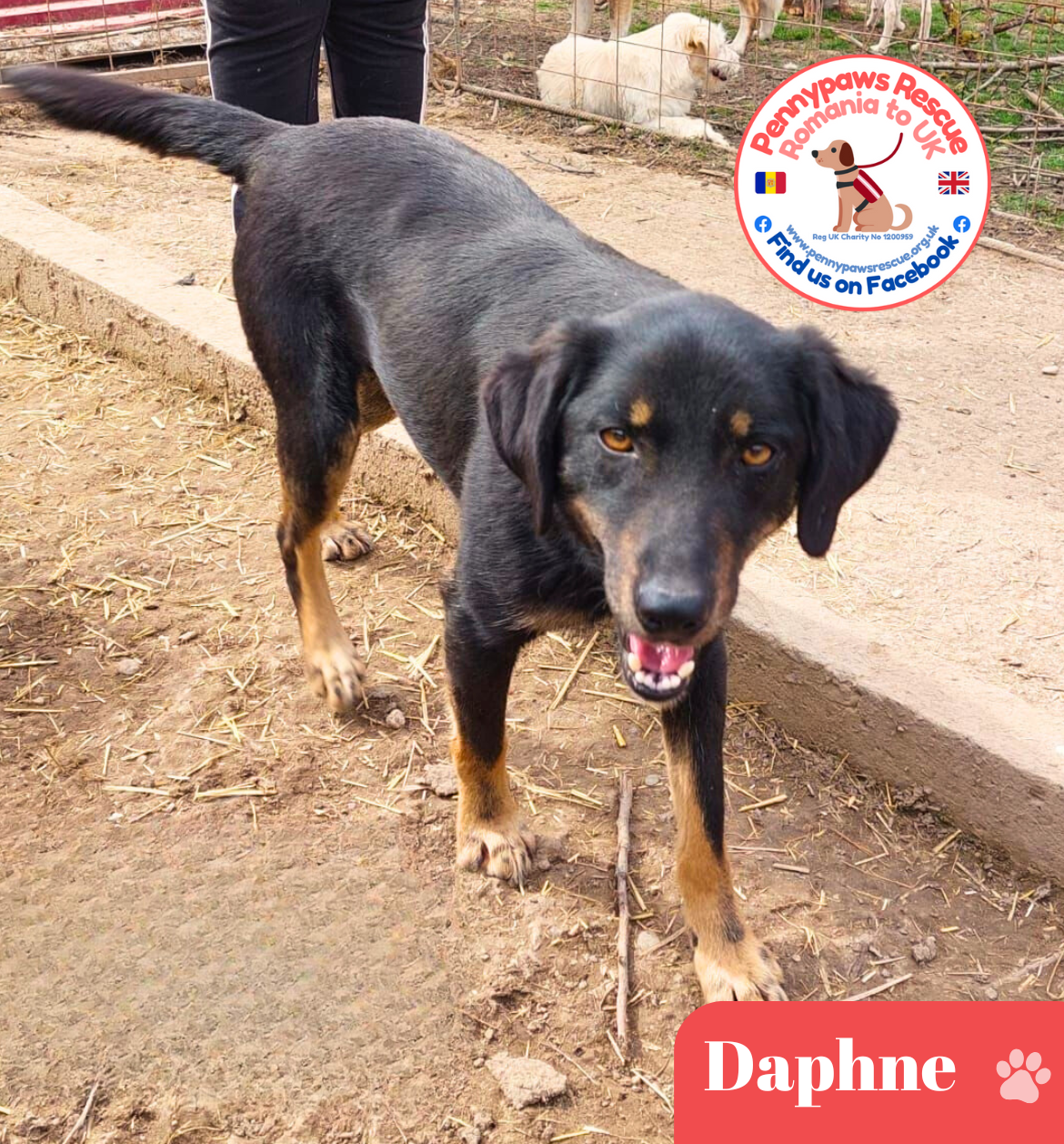 rescue dog daphne