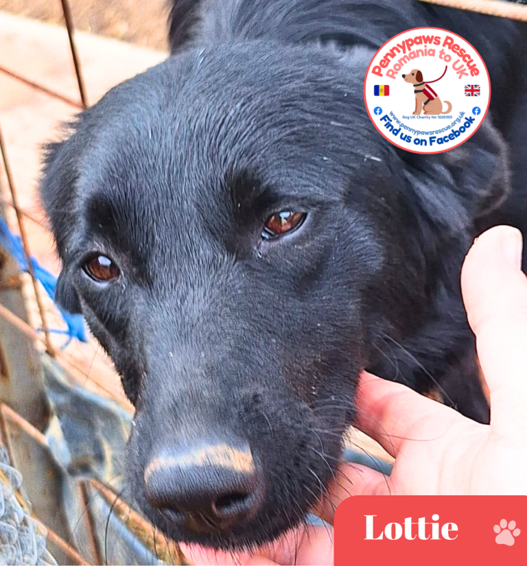 Rescue dog Lottie