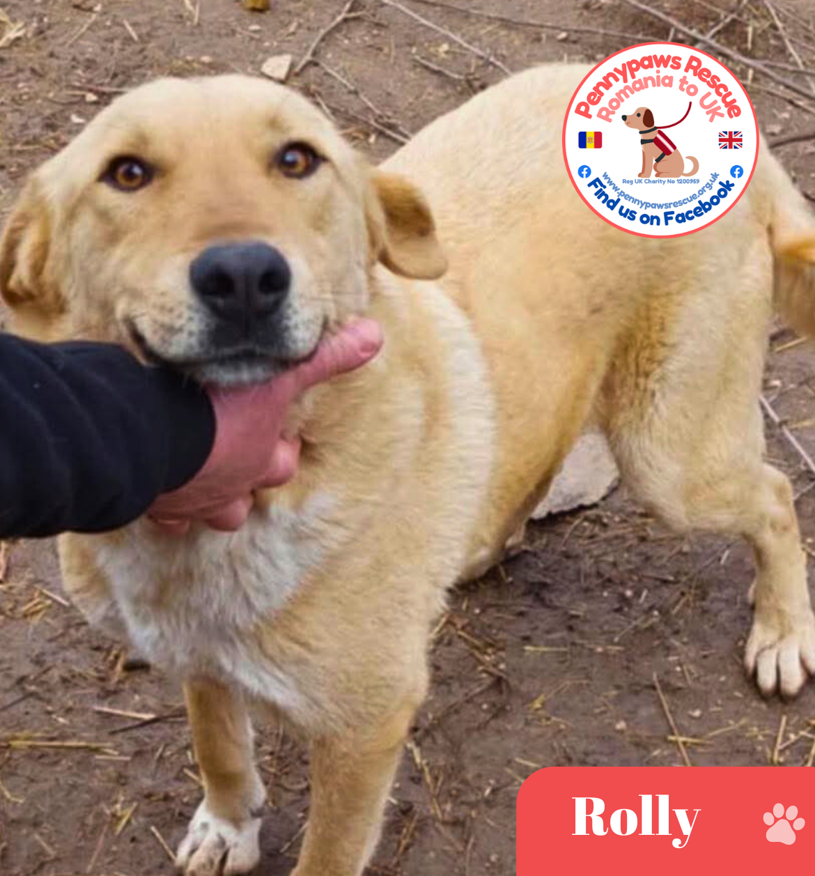 rescue dog rolly