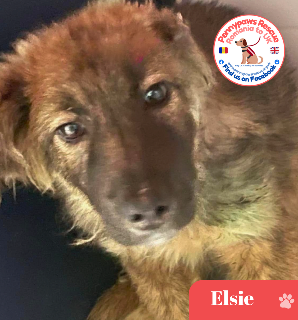 rescue dog elsie
