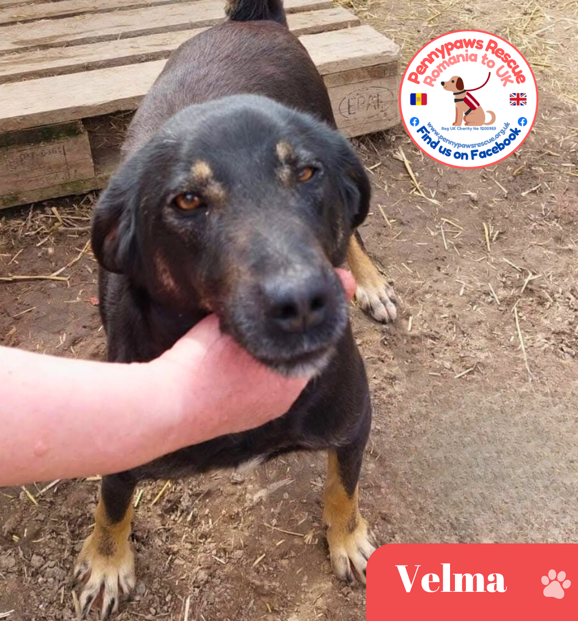 rescued dog velma