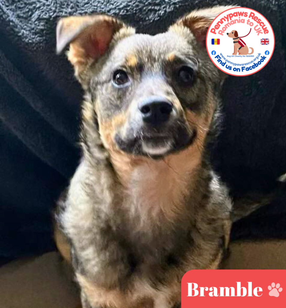 Bramble for adoption