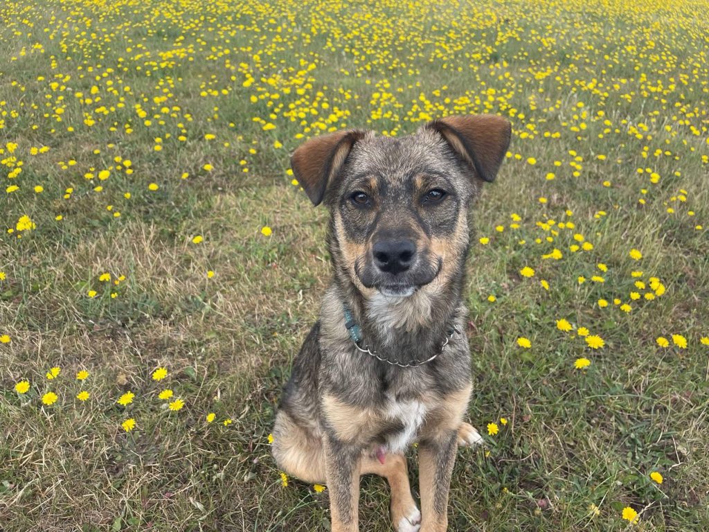 Rescued dog Bramble needs a home please