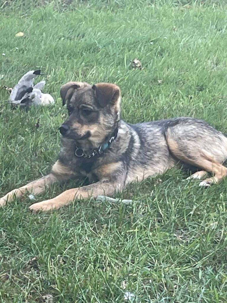 Rescued dog Bramble needs a home please