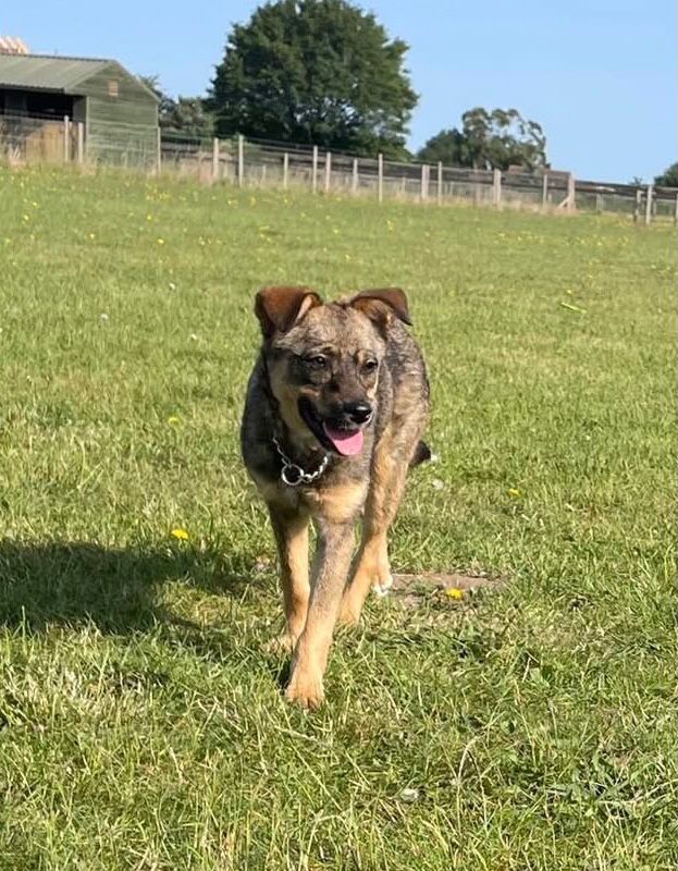 Rescued dog Bramble needs a home please