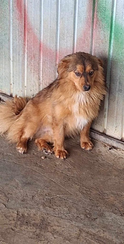 Dog rescued by Pennypaws from the Golesti Kill Shelter in Romania