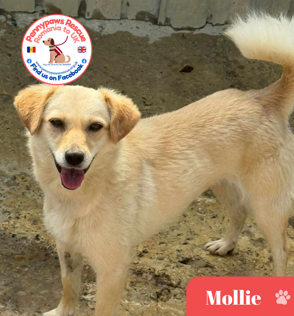 Mollie rescue dog