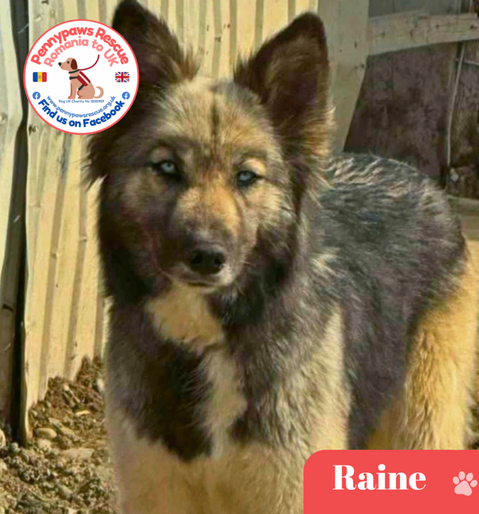 raine rescued dog