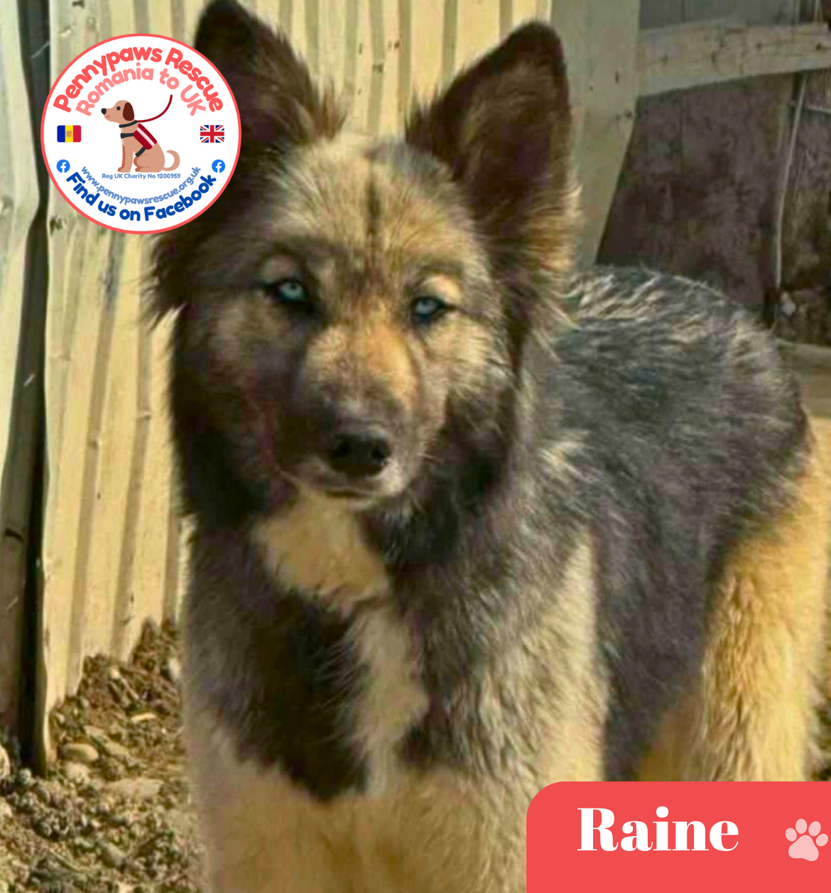 rescued dog raine