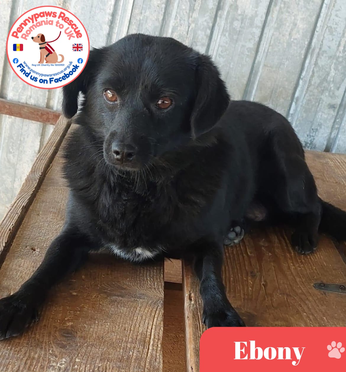 Ebony pic