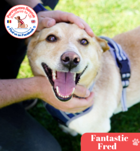 Fantastic Fred, a 2 years old male Crossbreed available for adoption from Pennypaws Rescue in Bedfordshire