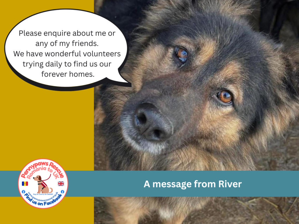 River the rescued dog