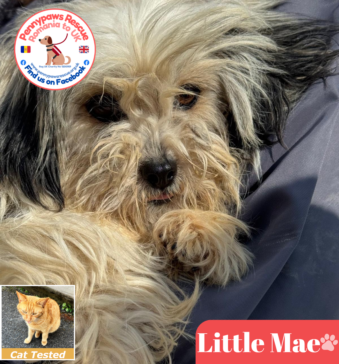 Little Mae
