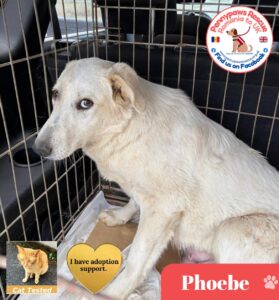 phoebe pic