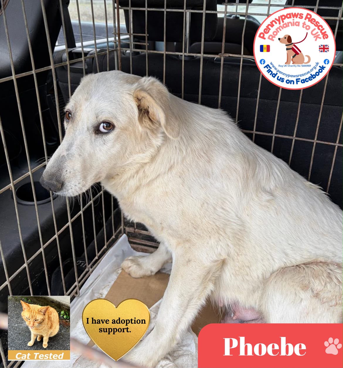 phoebe pic