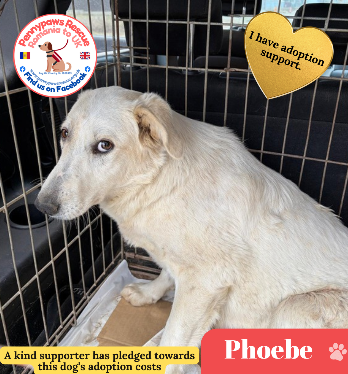 Phoebe