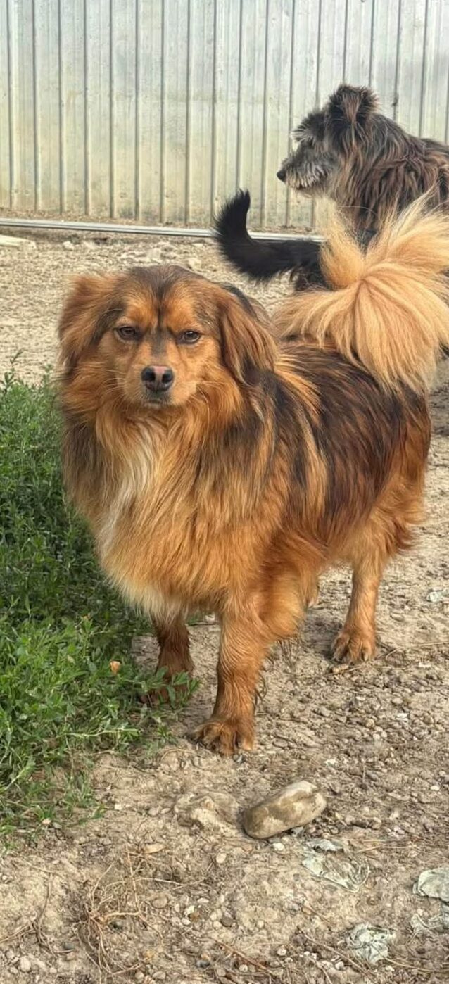 Billy Jnr, a 5 years old male Crossbreed available for adoption from Pennypaws Rescue in Romania