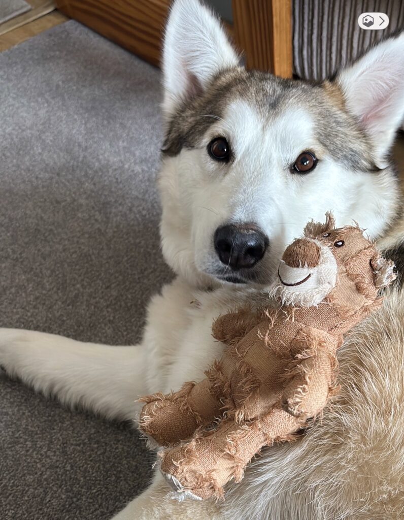 Blue now Bear in his new home