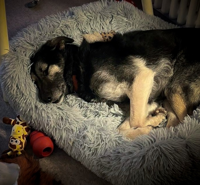 Rescued dog Heidi in her new home