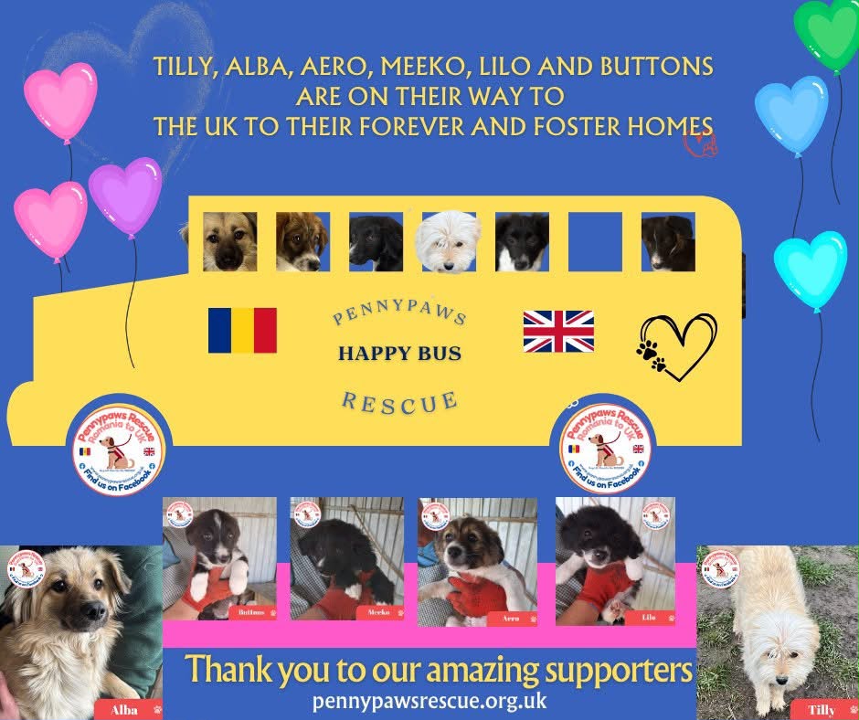 Pennypaws Rescued dogs travelling to the UK July 2026