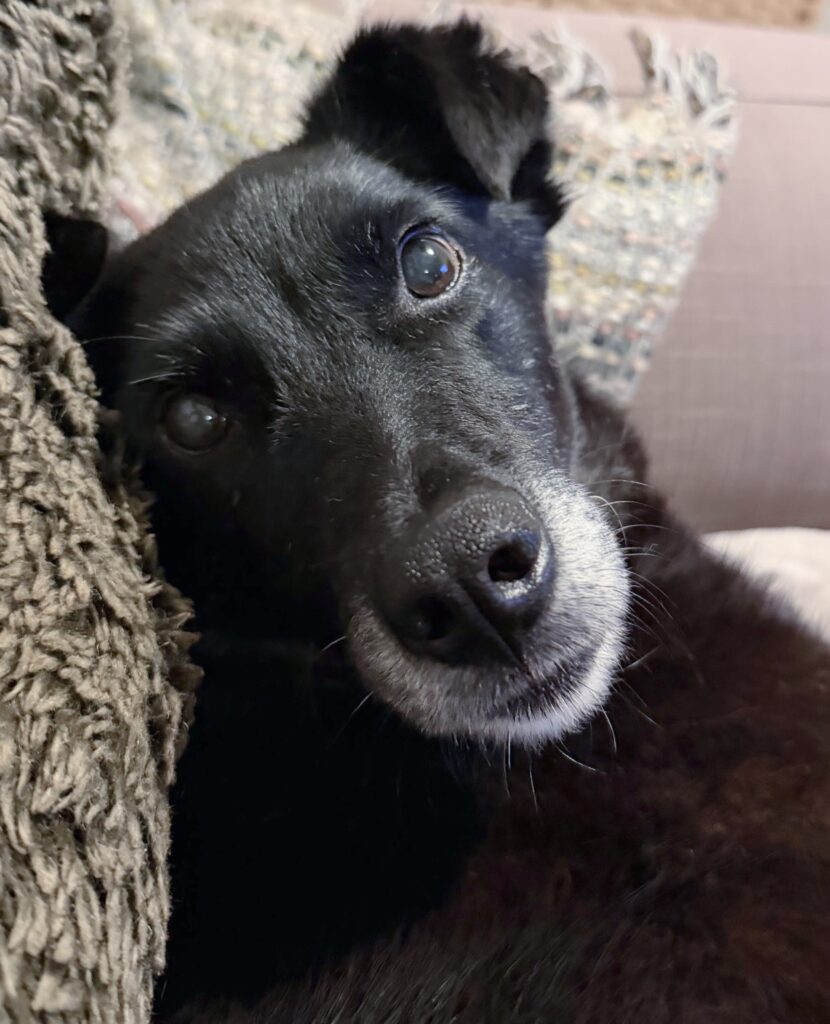 Rescued Onyx in new home