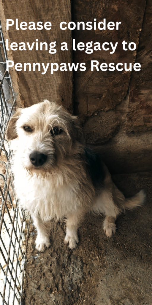 Leave a legacy to a rescued dog in the UK