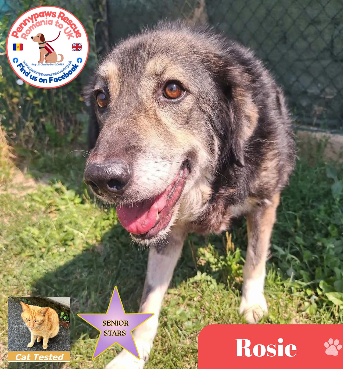 Rosie Senior Lovely Rescue Dog picture