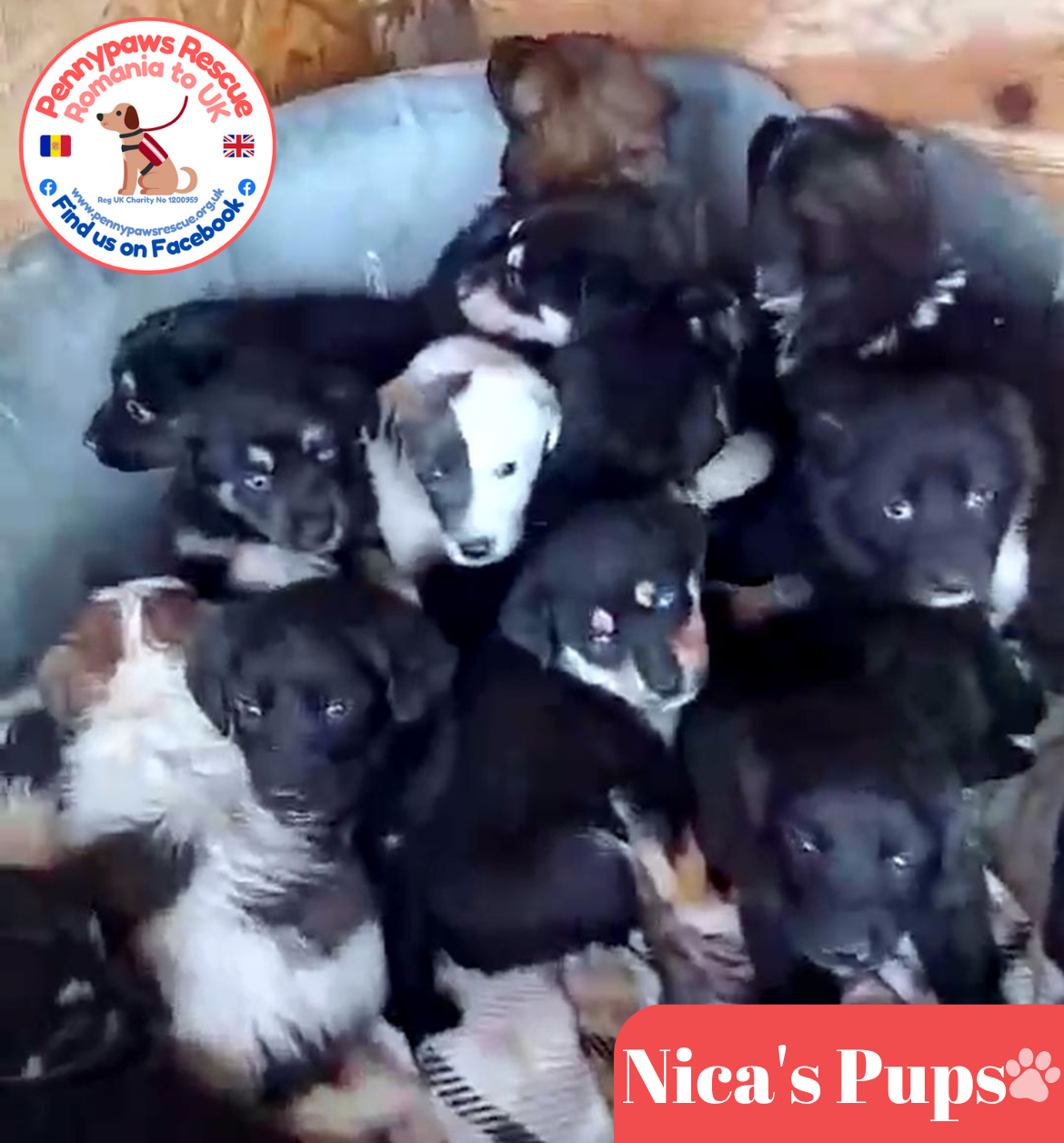 Nica’s Pups